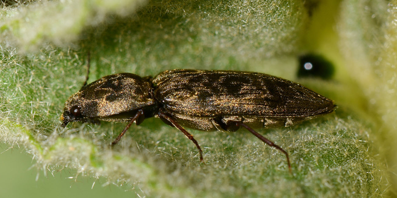 Elateridae: Prosternon tessellatum?  S !